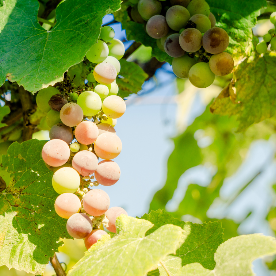 Rượu vang Champagne.LYNX